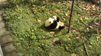 video screenshot of panda